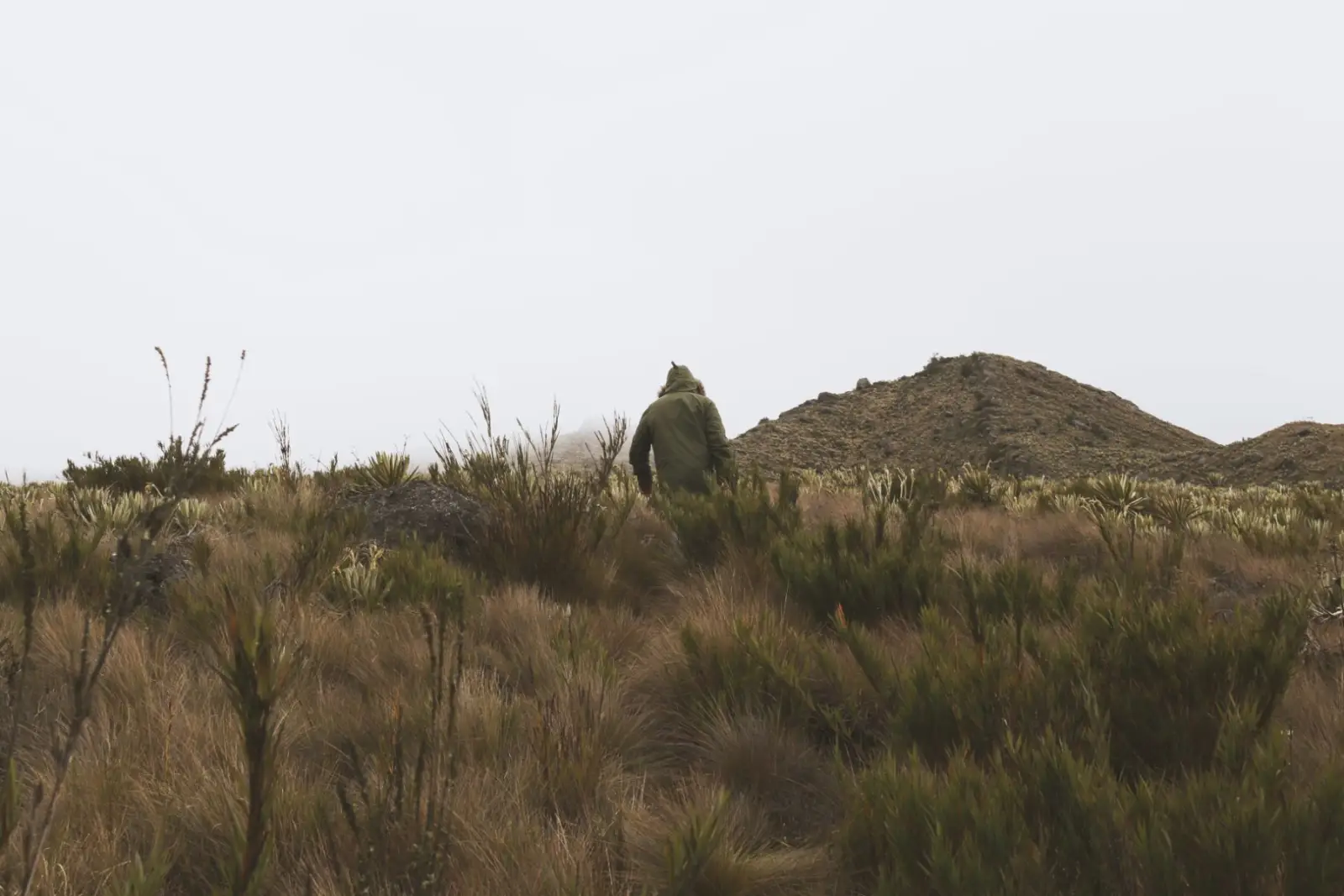 Caminante entre pajonales y frailejones, en medio de la niebla