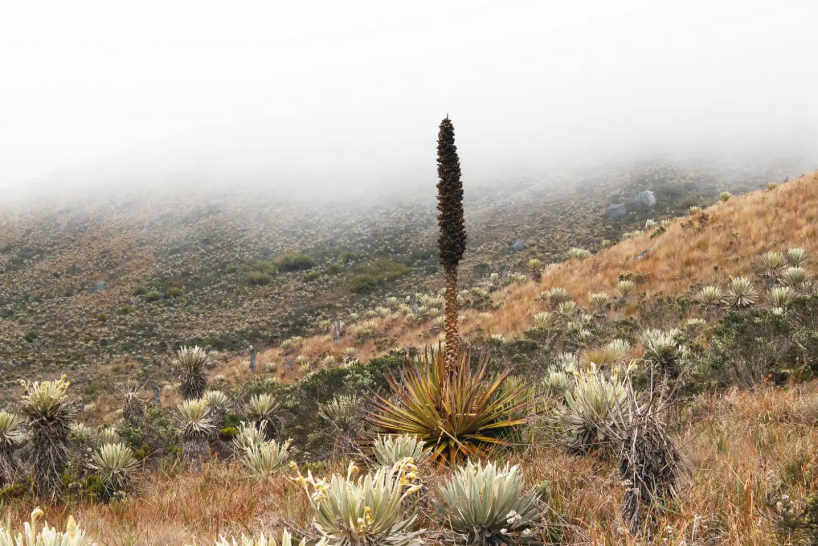 Puya en flor entre frailejones, con niebla en la ladera