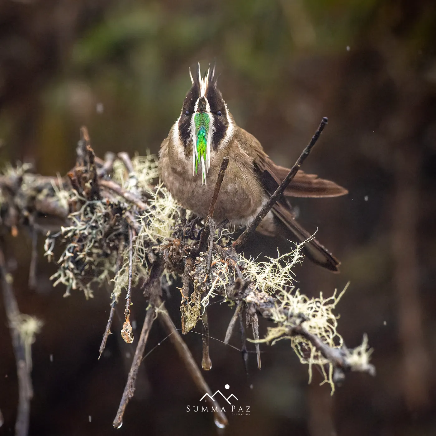 Oxypogon guerinii posado en una rama con líquenes