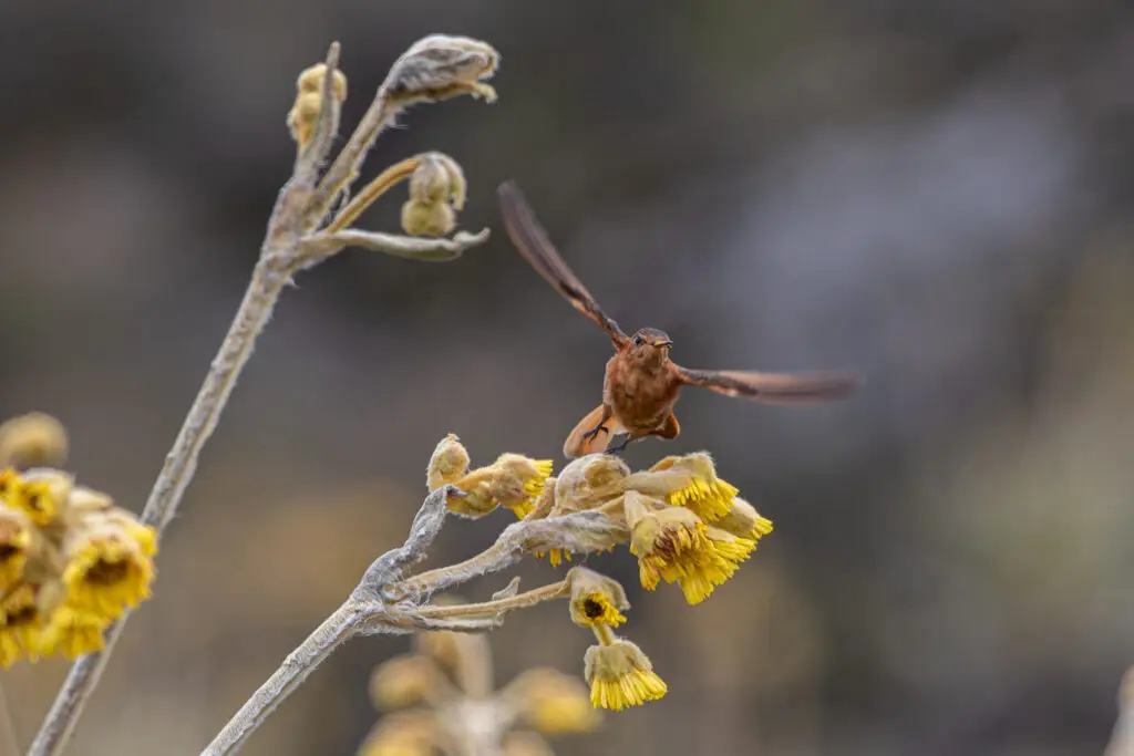 Aglaeactis cupripennis 2 Suma Paz
