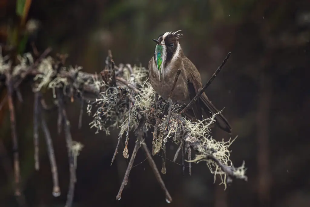 Oxypogon guerinii inv R Suma Paz