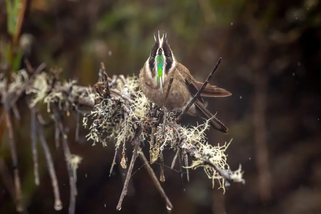 Oxypogon guerinii inv R Suma Paz-3