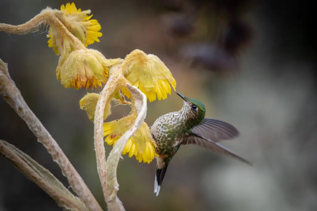 Ramphomicron microrhynchum H sumapaz c freddy